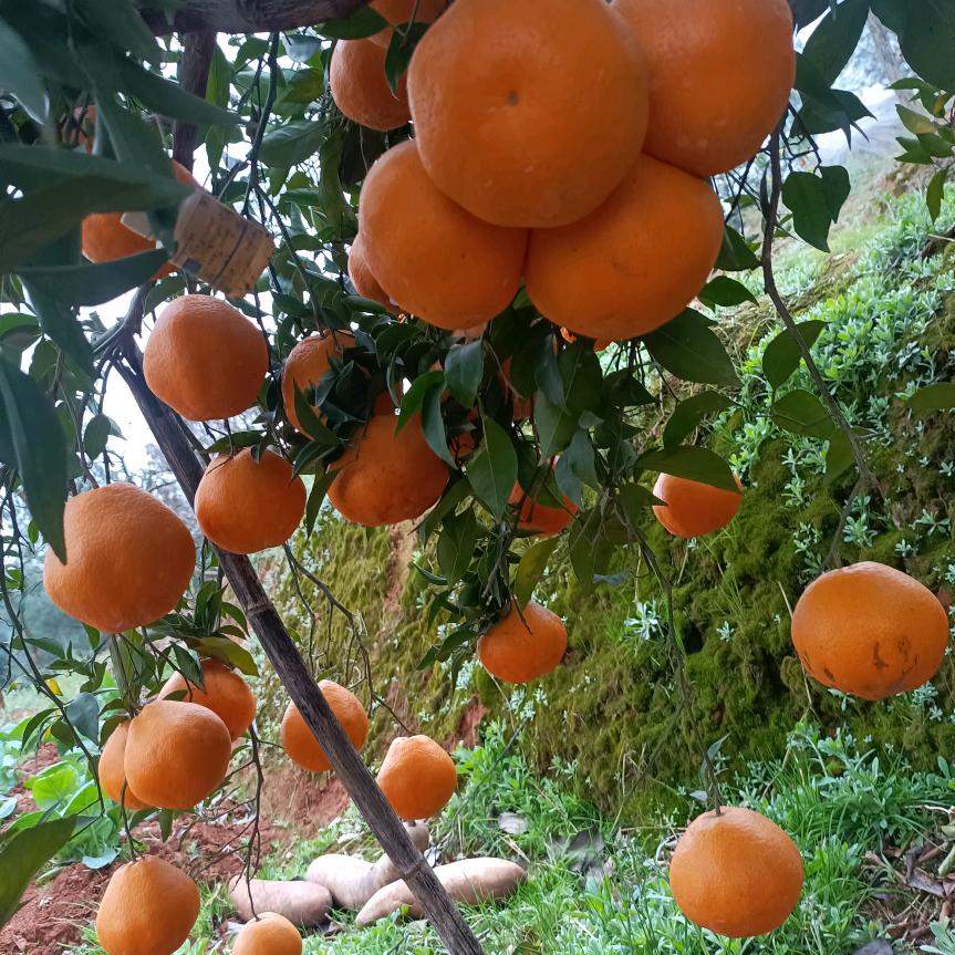 🍊🍊不容易