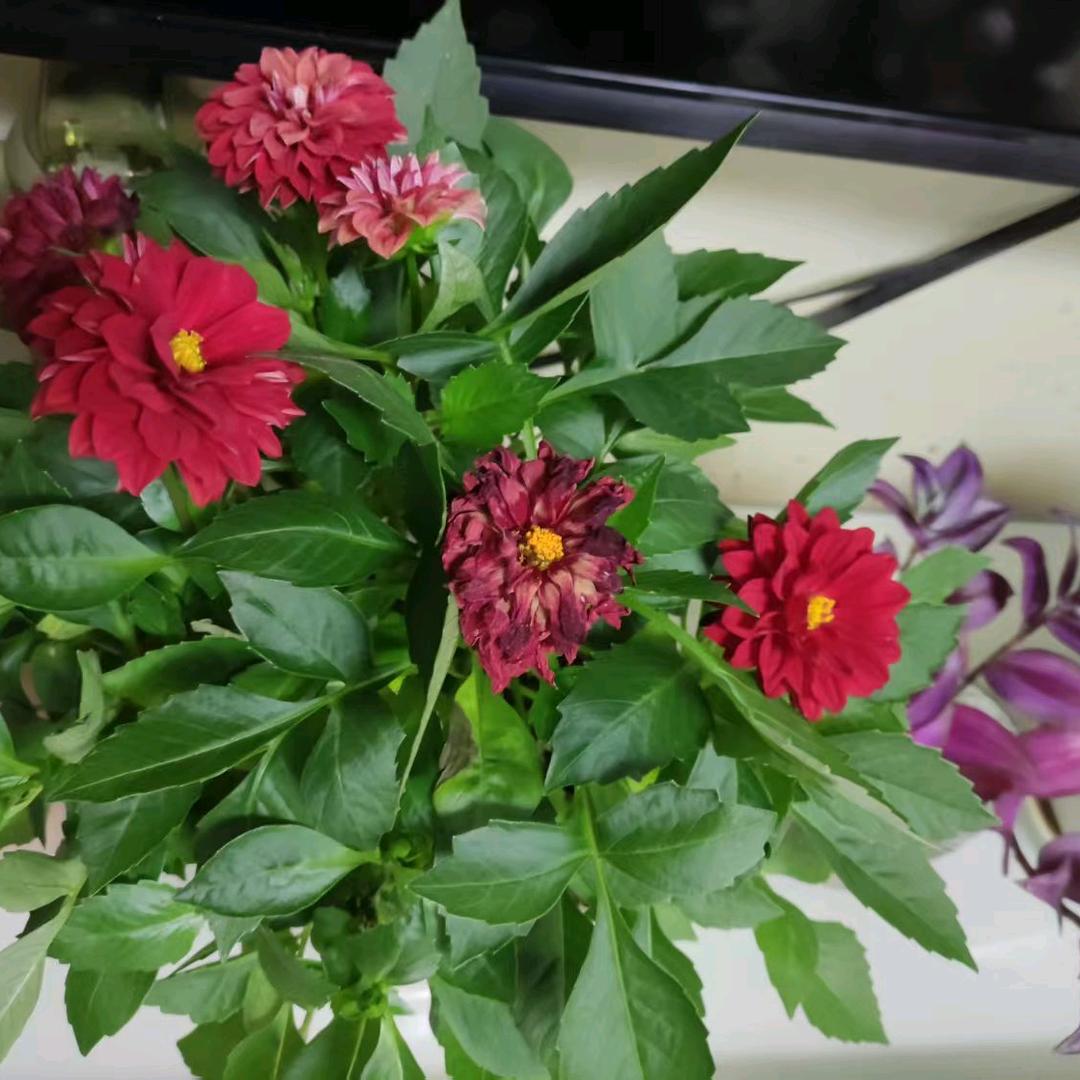 康烁铭奶奶（拒和拍，拒私聊）