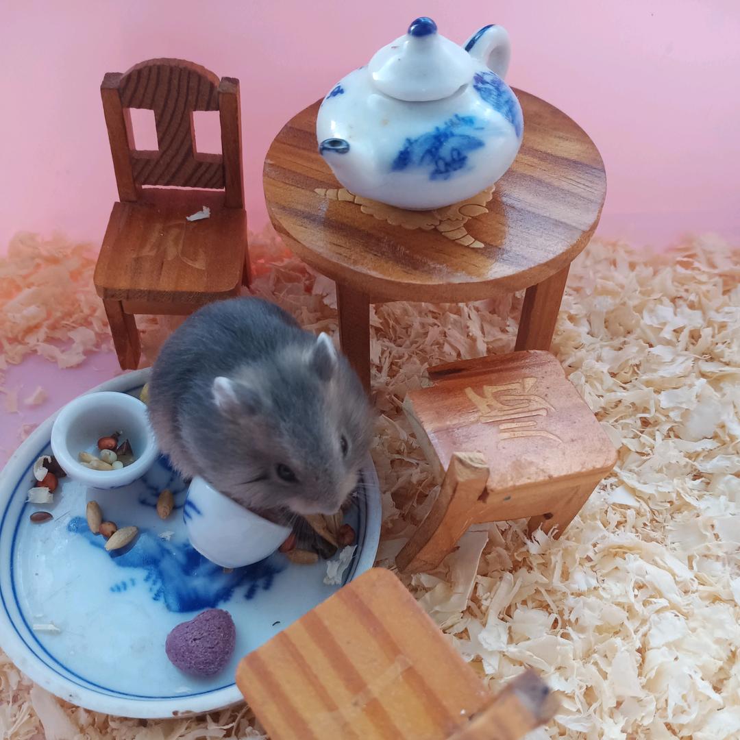 可爱小仓鼠🐹