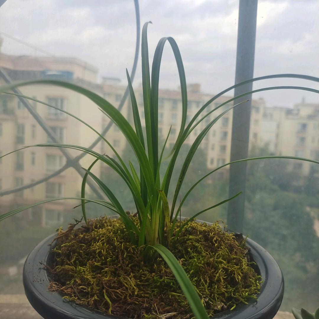 我有一颗中国心