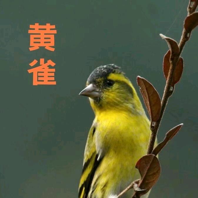神农观百鸟