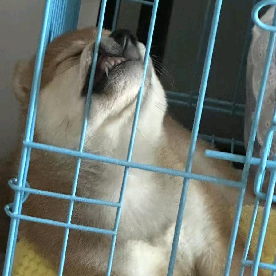 默（三角洲行动）