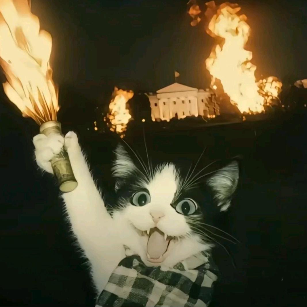 狡猾的宽粉