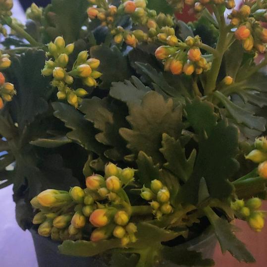 *明天会更好*😊