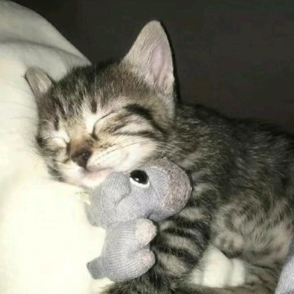 LuLu-