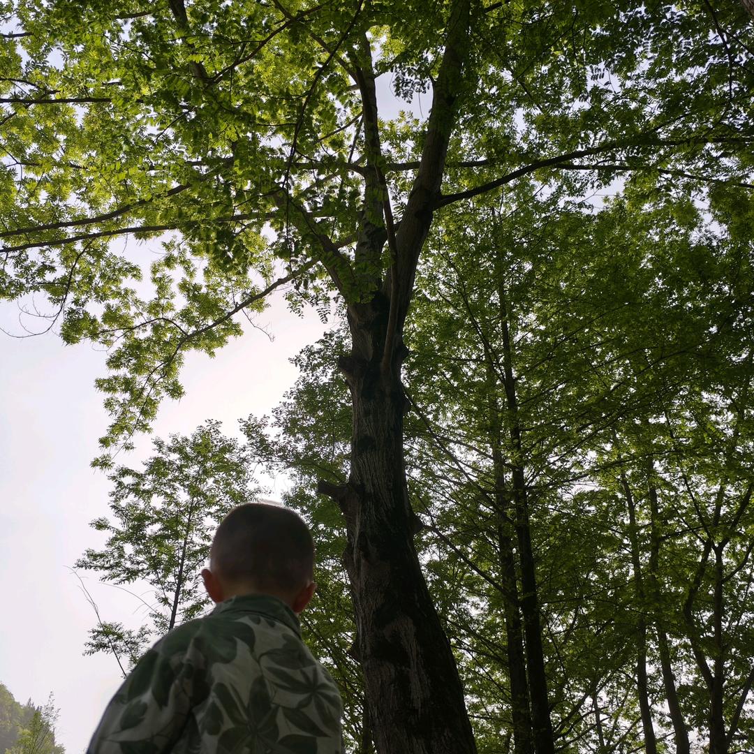 糊涂的驴
