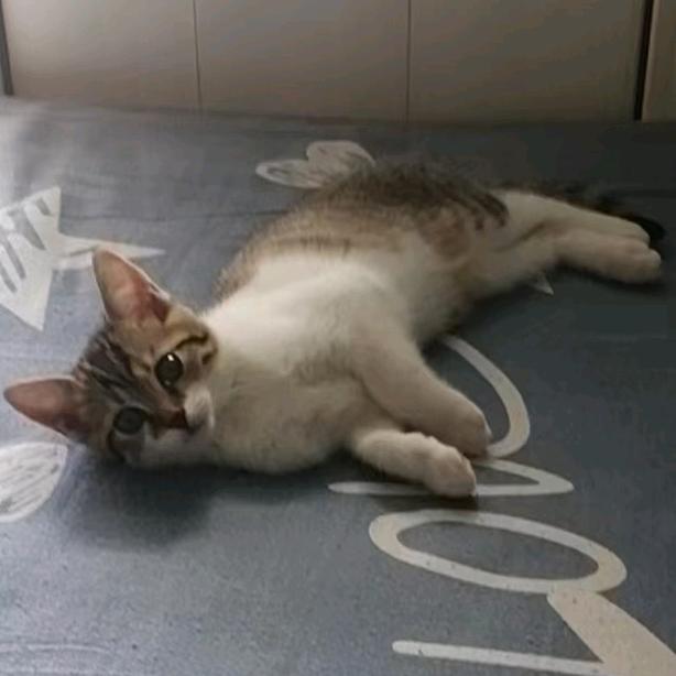 湾湾湾仔