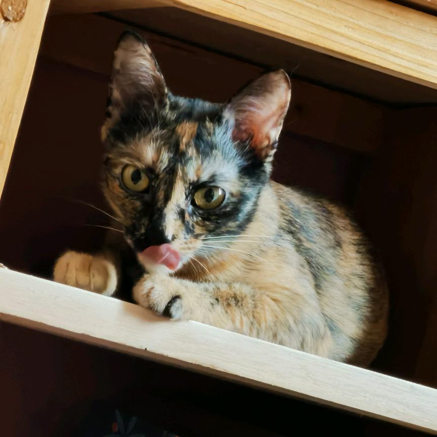 爱吃拉面的麻薯