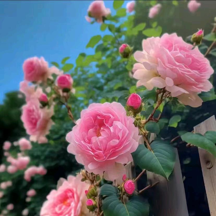 五个宝贝的奶奶