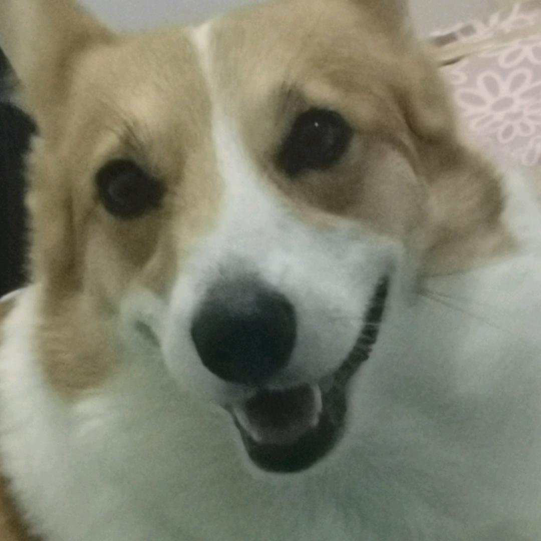 旺财