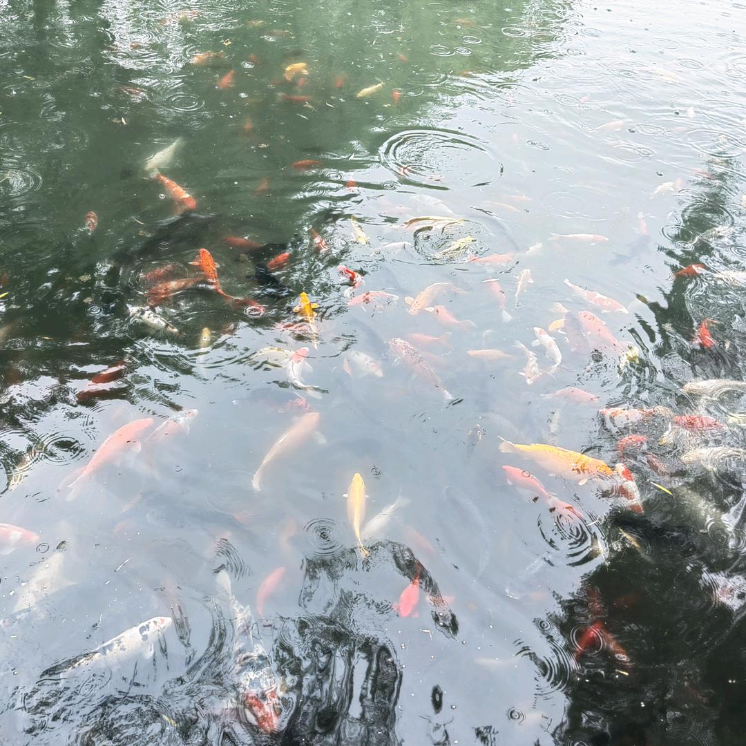 曲阜熏豆福
