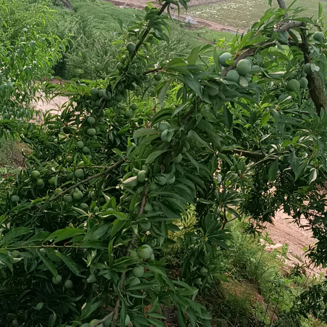 珊珊好物