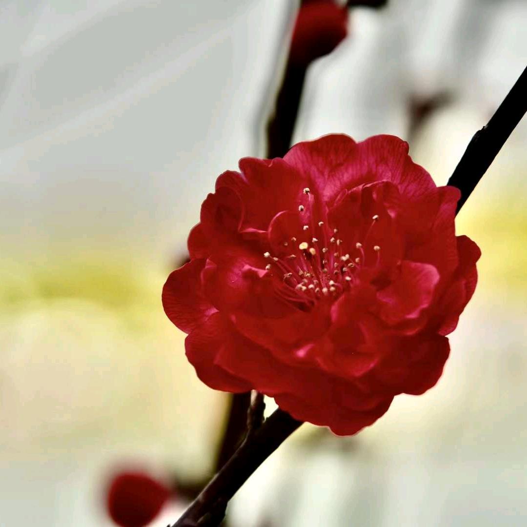 Mixionmei888