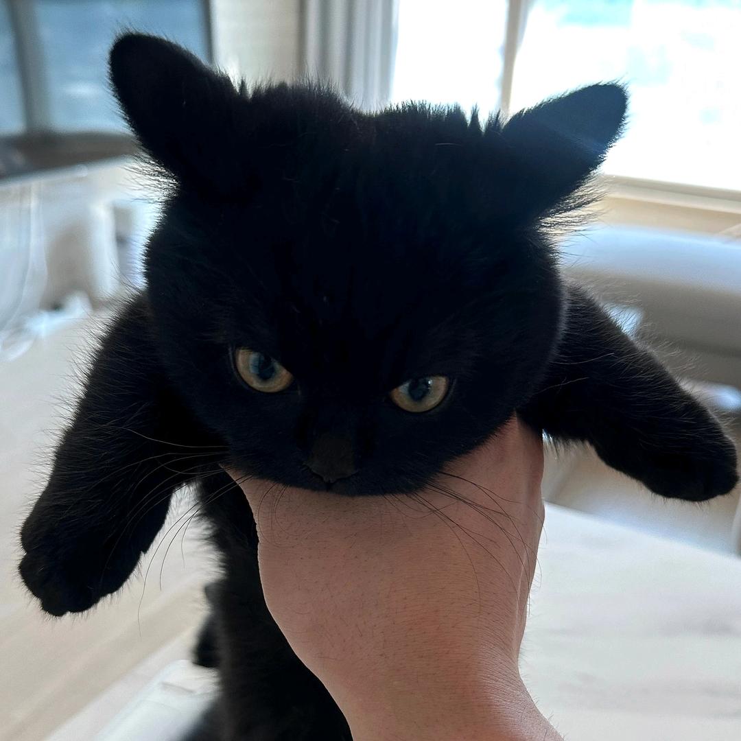 我的猫不爱我