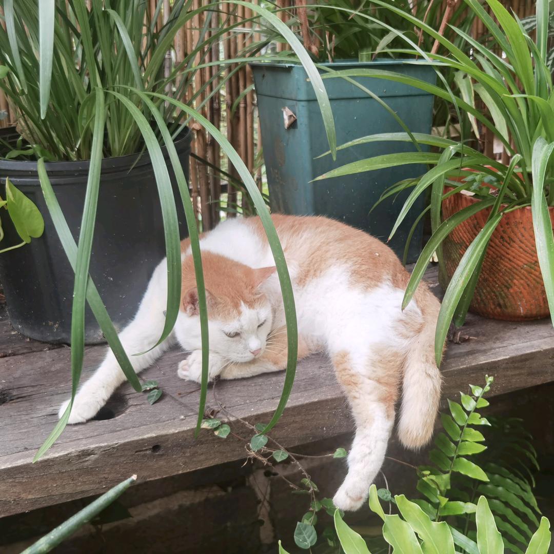 阳光下慵懒的猫