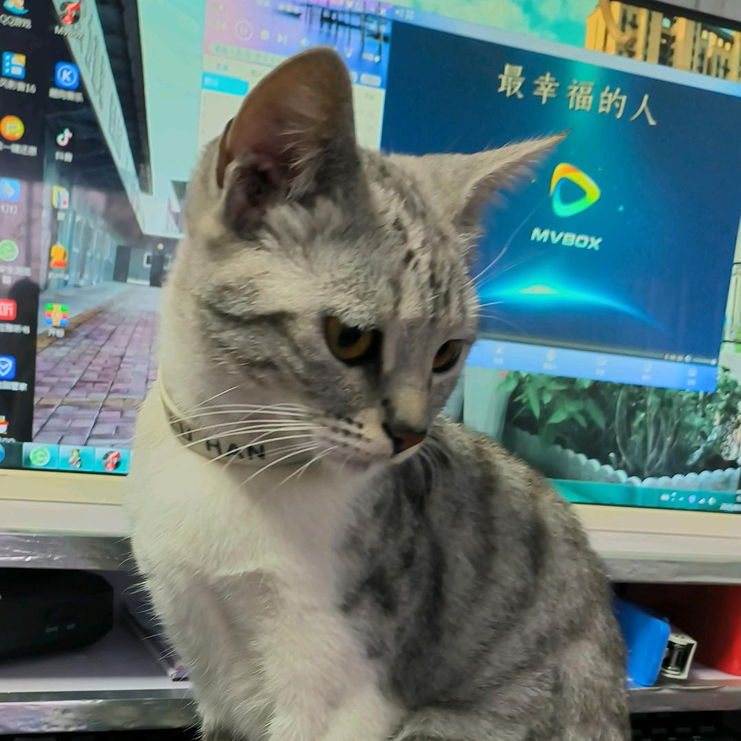 家有猫妞妞