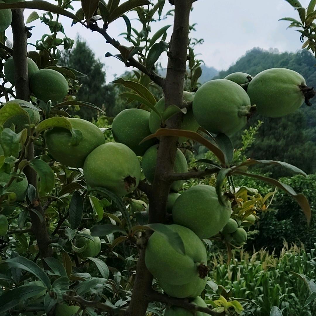 🎋打铁全靠本身硬🎋