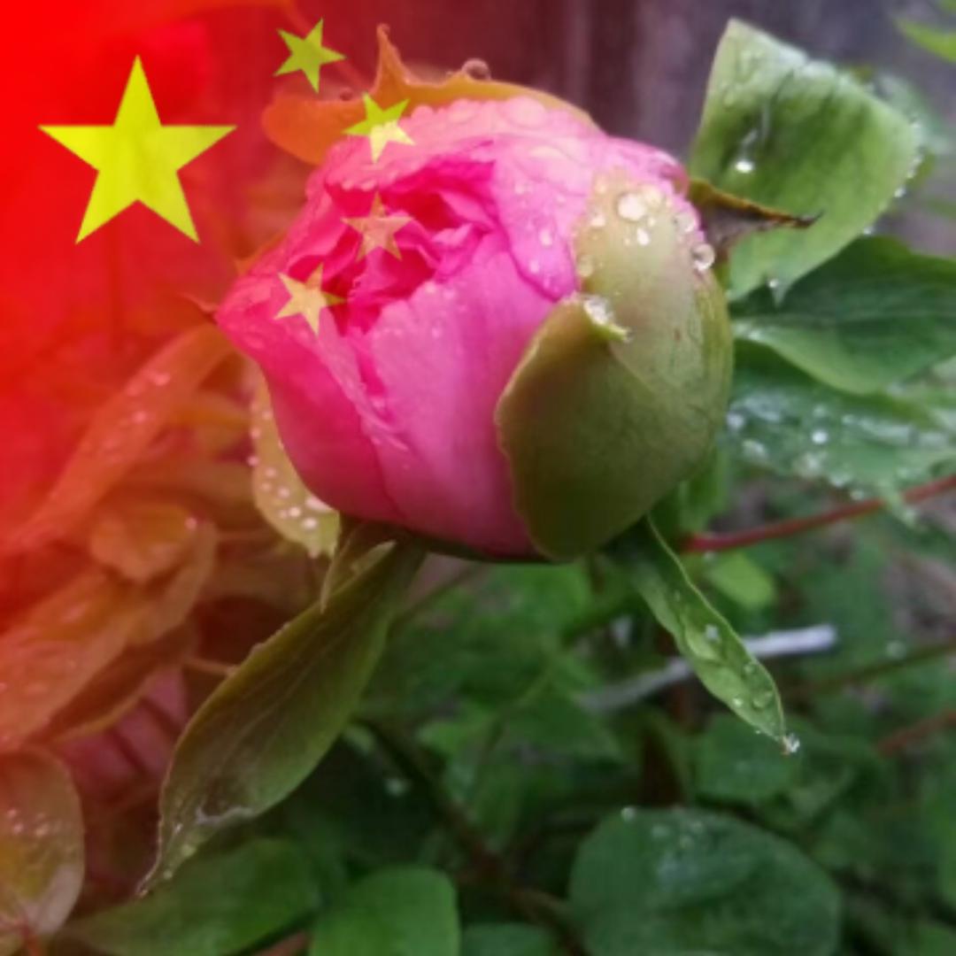 坤鹏展翅高飞