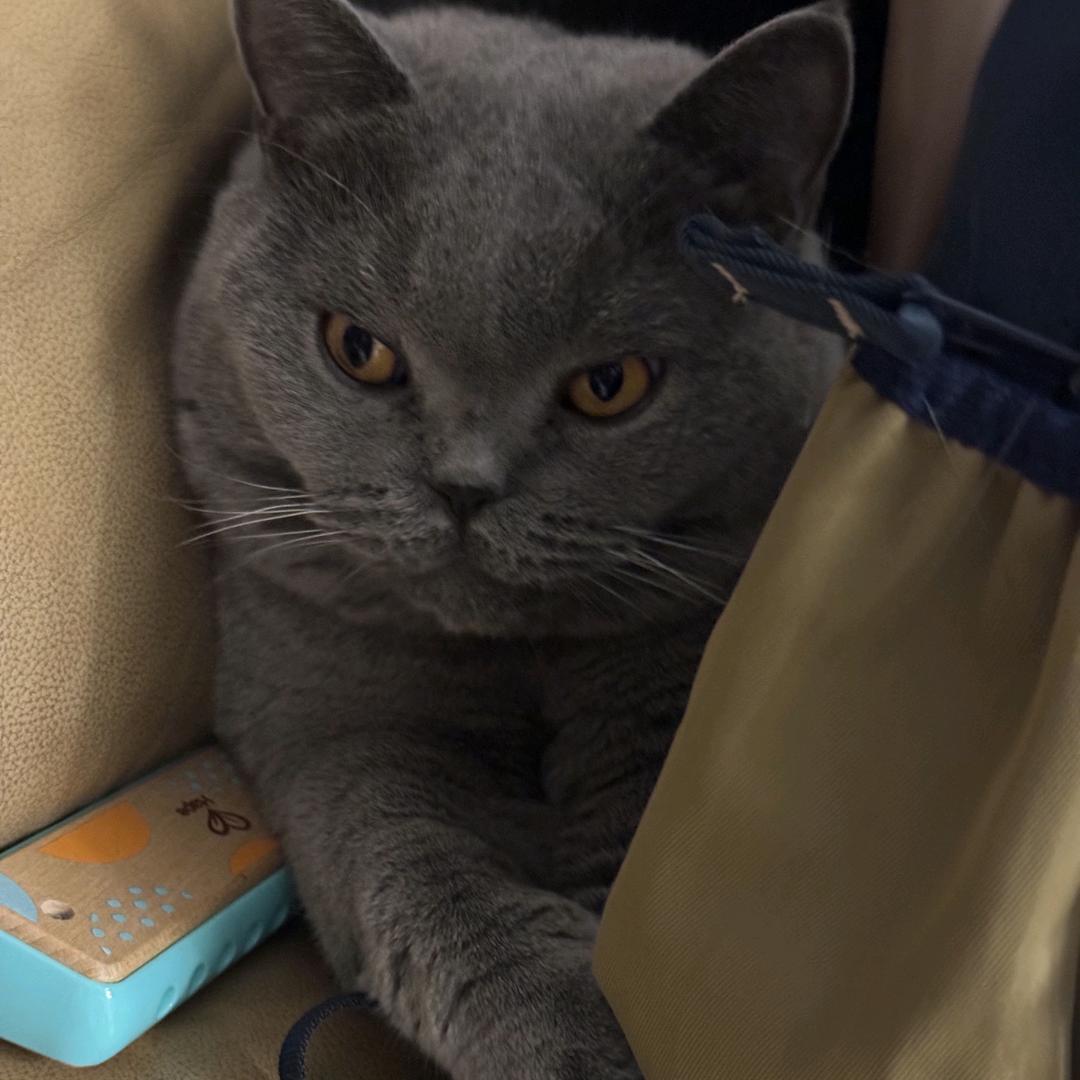 蕾蕾