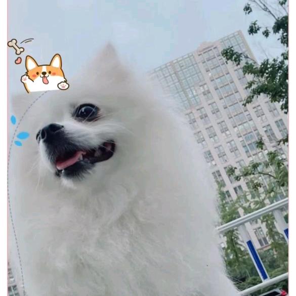 中沃麦德隆肥业丹丹