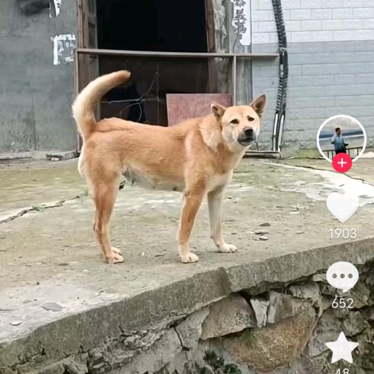 小子