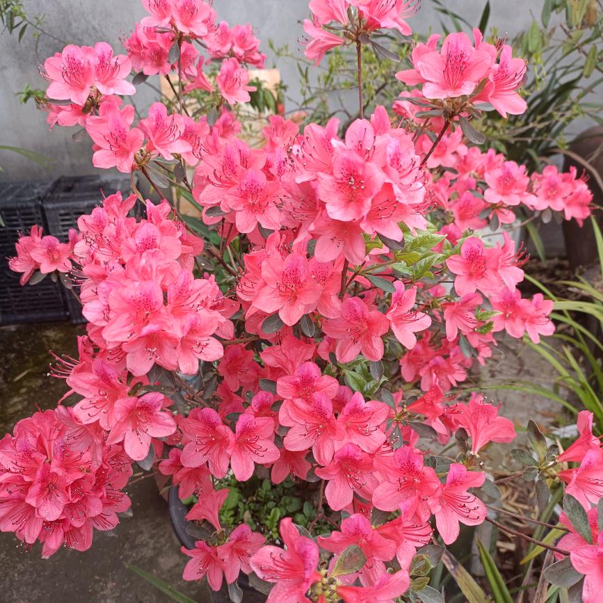 花开蝶自来