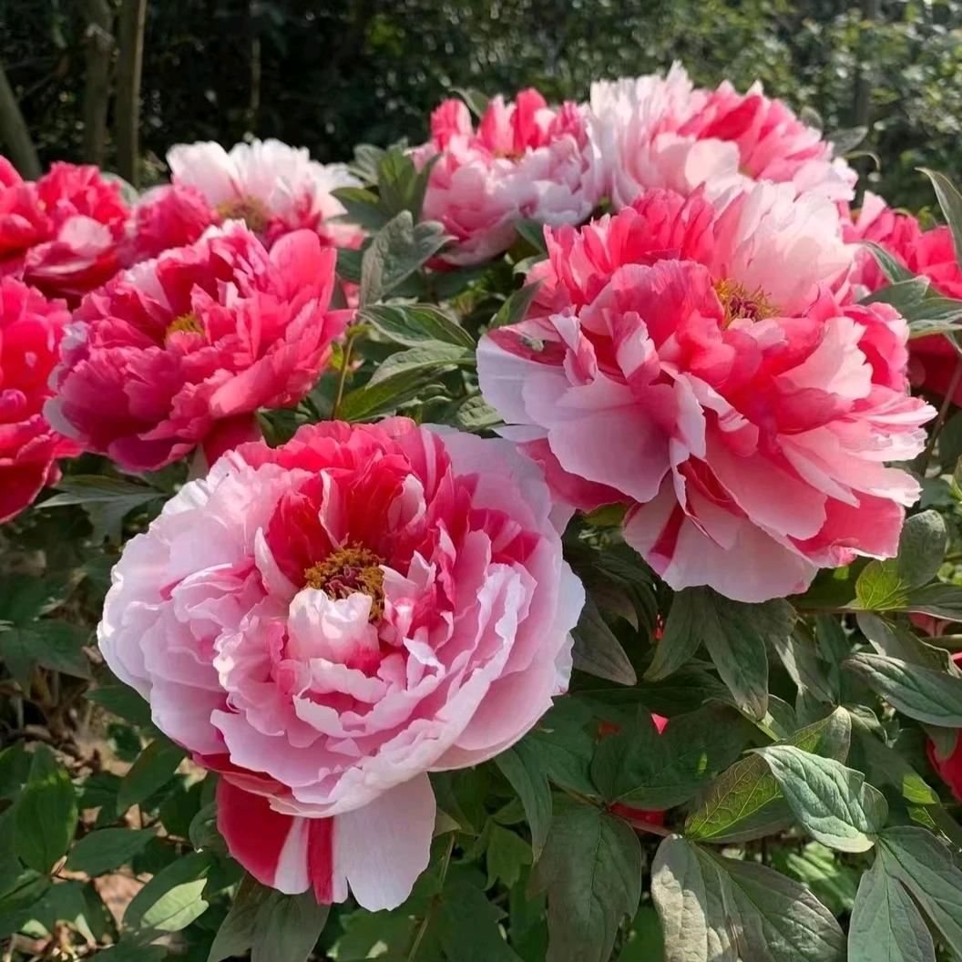 洛阳花YOUNG牡丹