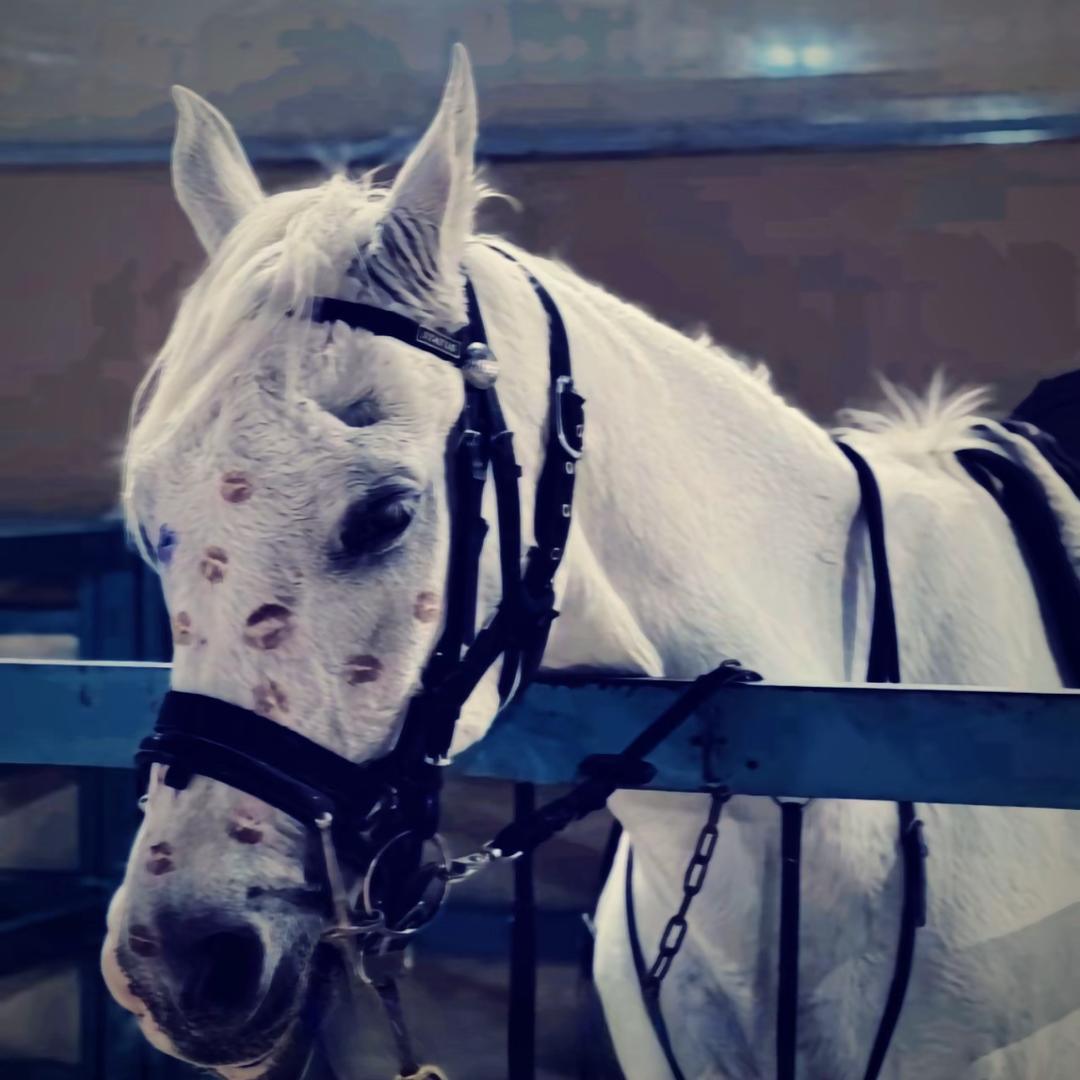 小将军🐎