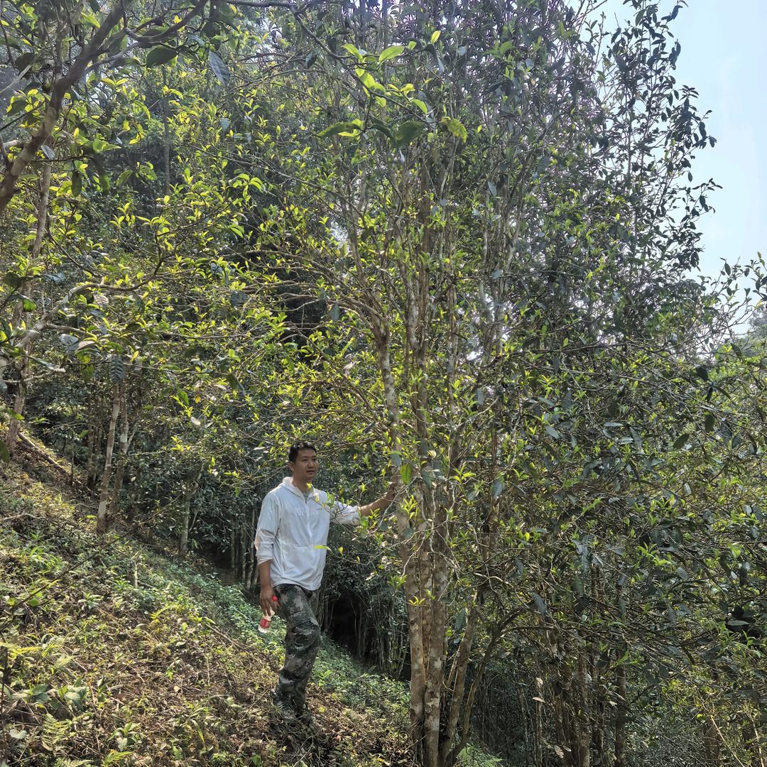 易武茶   芭蕉林
