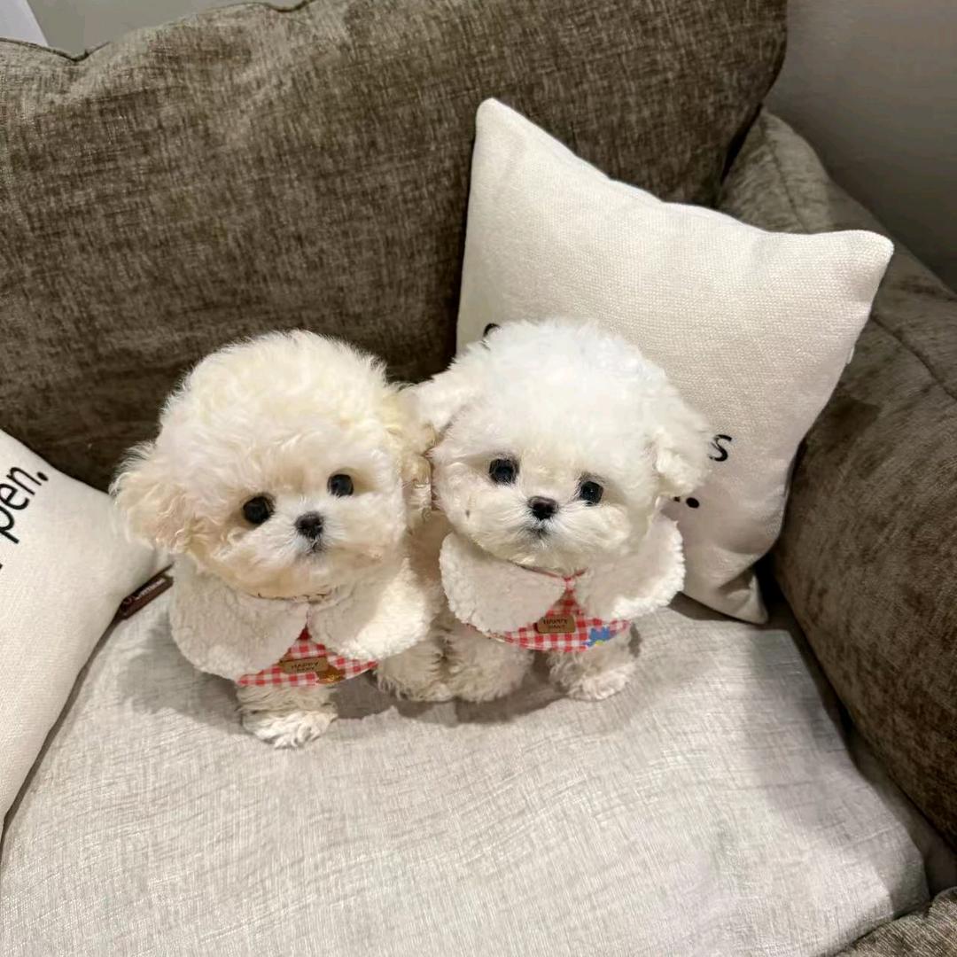 小熊🐻🐻🐻