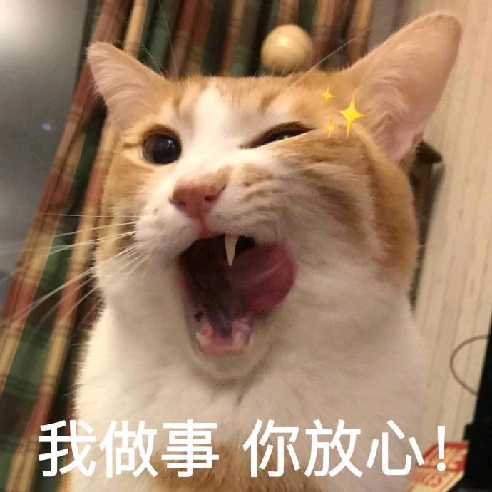 一只黄柯基