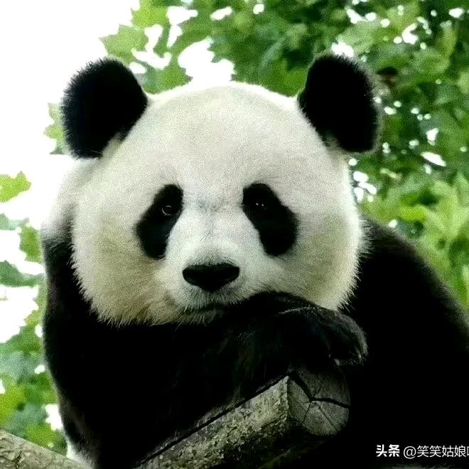 鱼与山