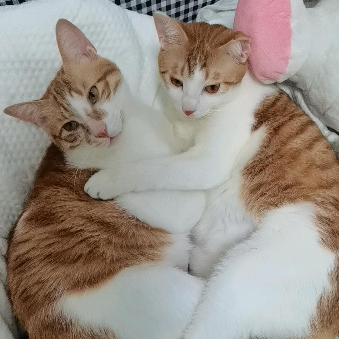 自由翼舞And倩倩