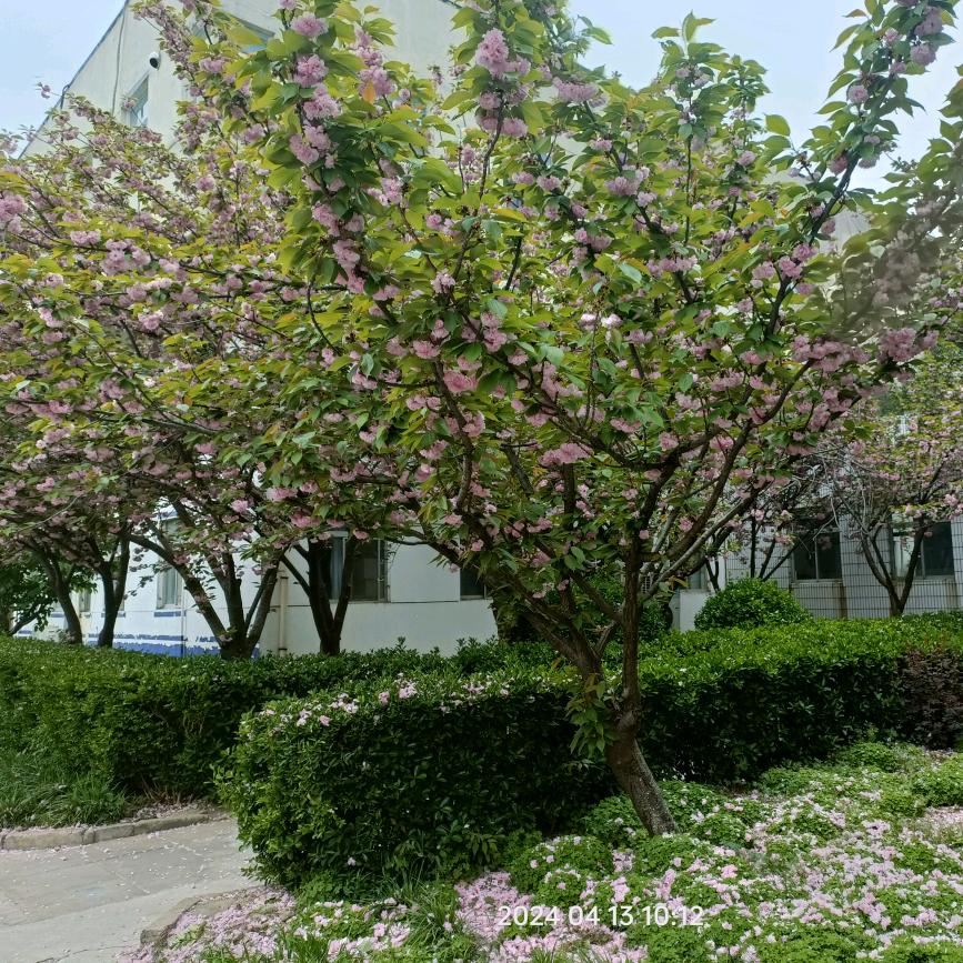 小尔强大