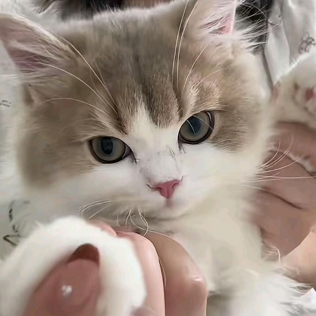 静香
