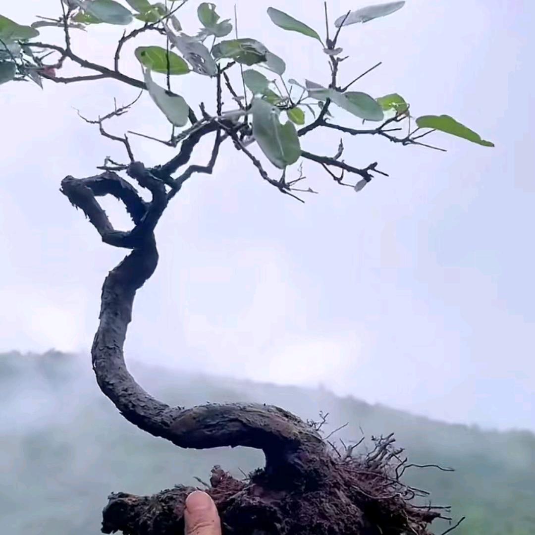 小武木艺《《《》》》