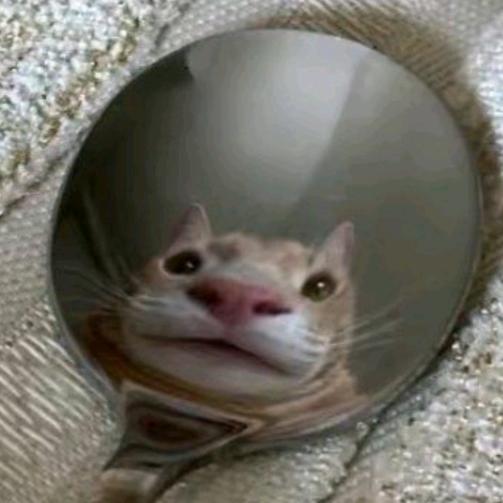 就爱说点情话🌹