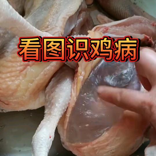 清清养鸡助手
