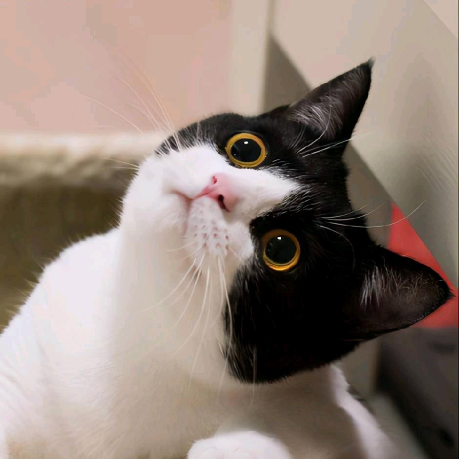 麻吉兄弟喵