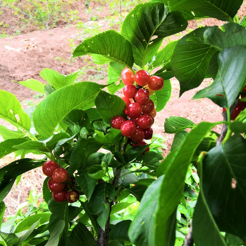 小晴  推荐