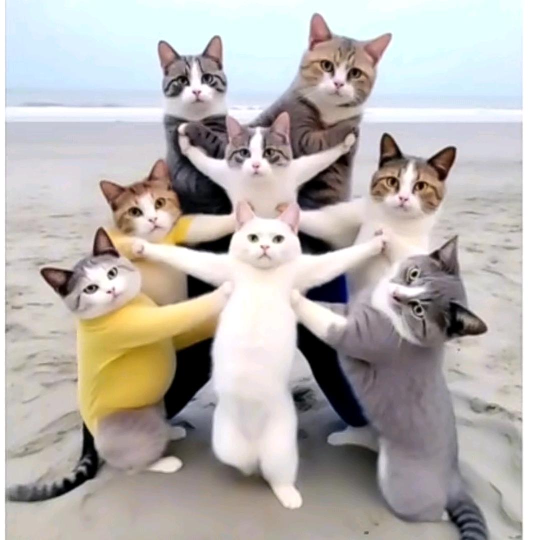 迁徙的猪