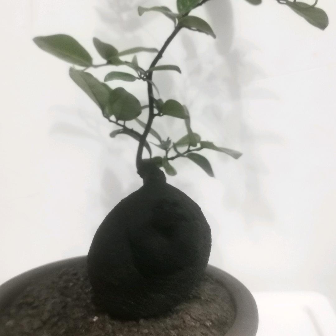 有风小王&弹子盆景