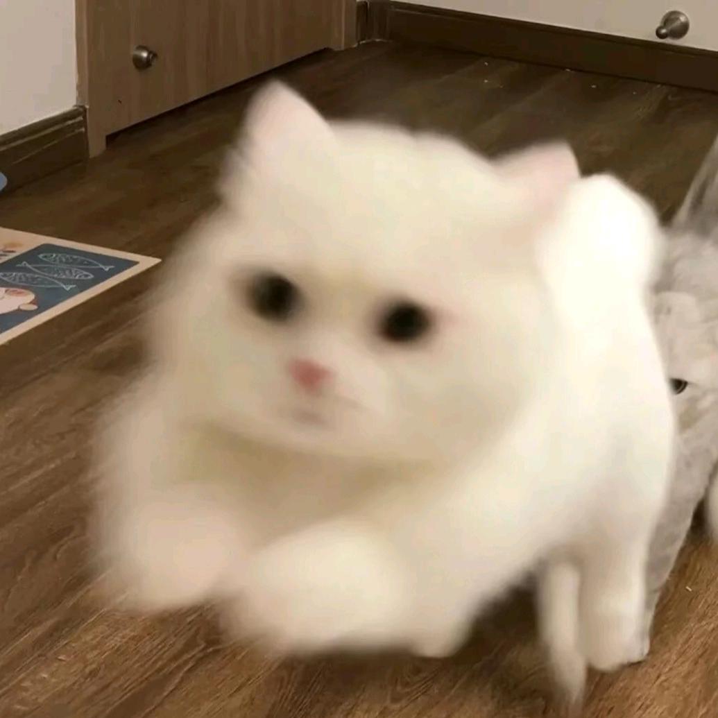 肥猫