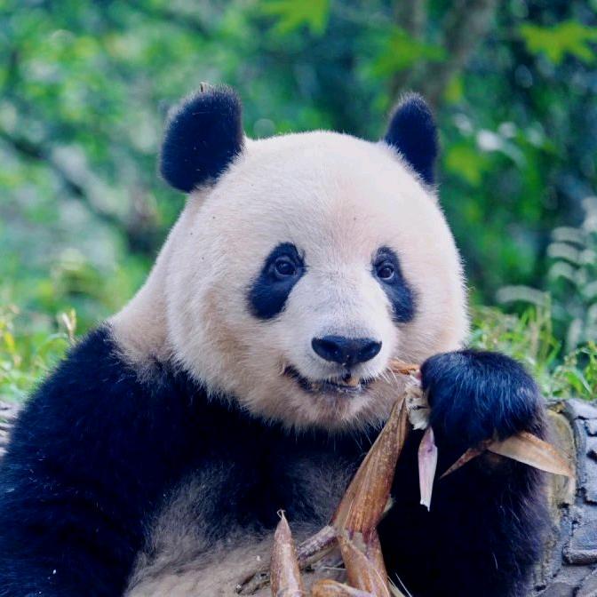 雅安大哥
