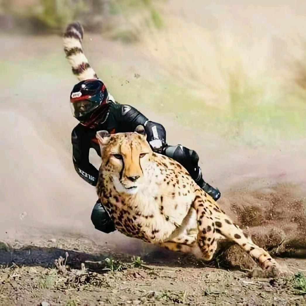 凯拉