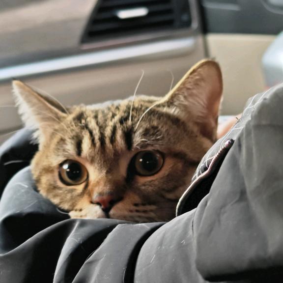 猫合金鸡架