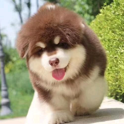 忠爱有宠，阿拉斯加