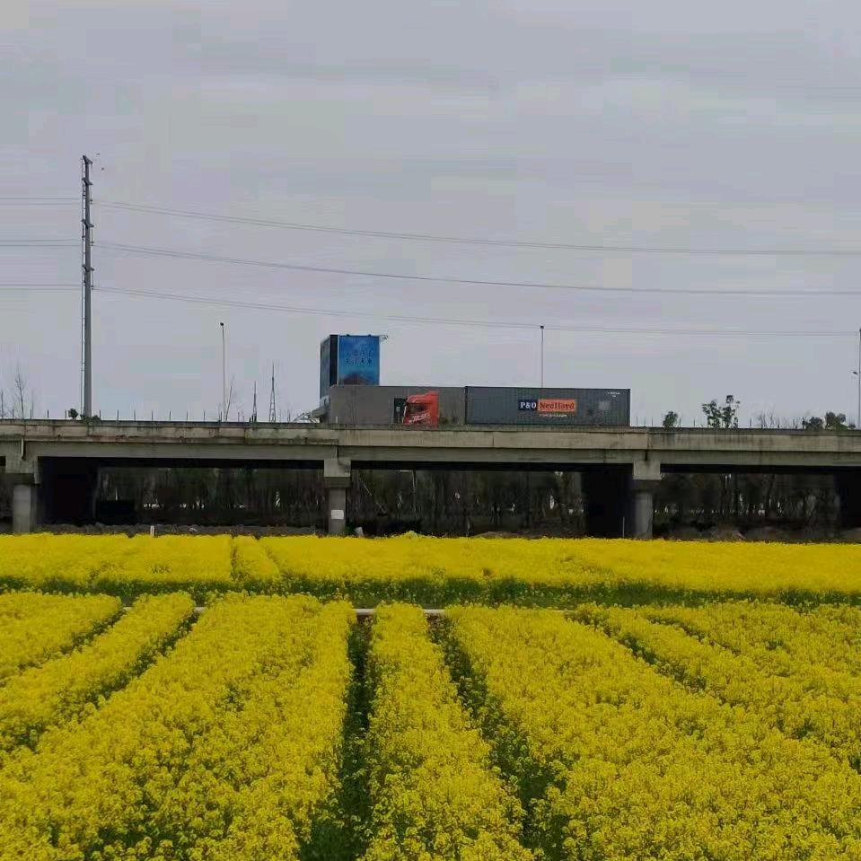 梁茶头像