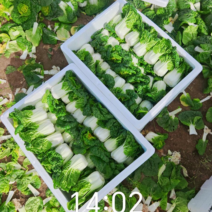 大东小杰在做农业