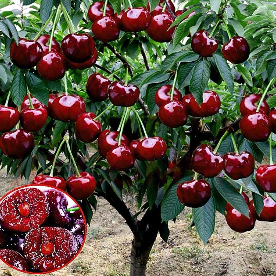 青青精品果树苗木